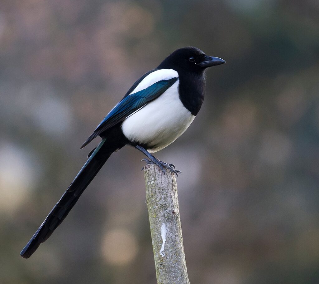 Magpie 